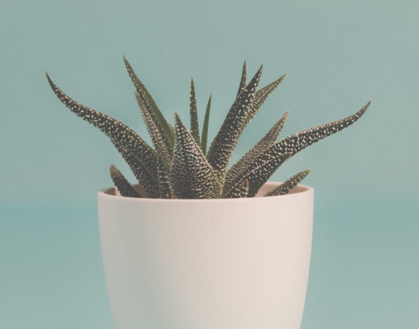 Haworthia Pumila Weed