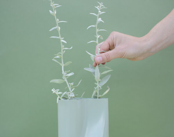 White Flower