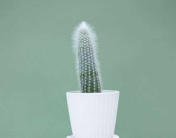 Silver Torch Cactus